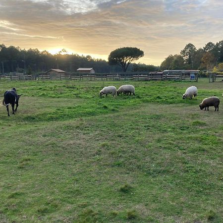 Gite - La Ferme A La Plage Le Porge Exteriör bild