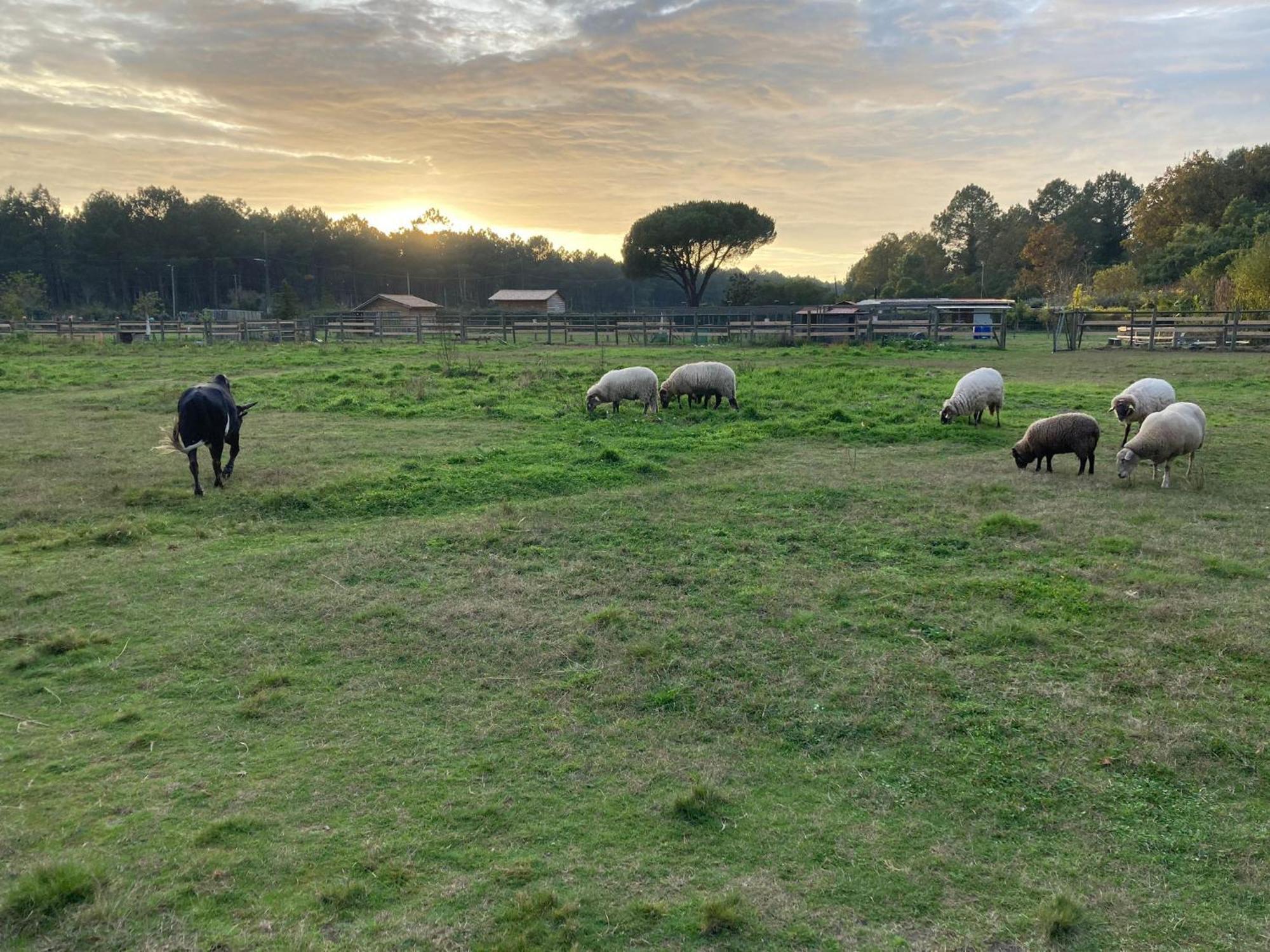 Gite - La Ferme A La Plage Le Porge Exteriör bild